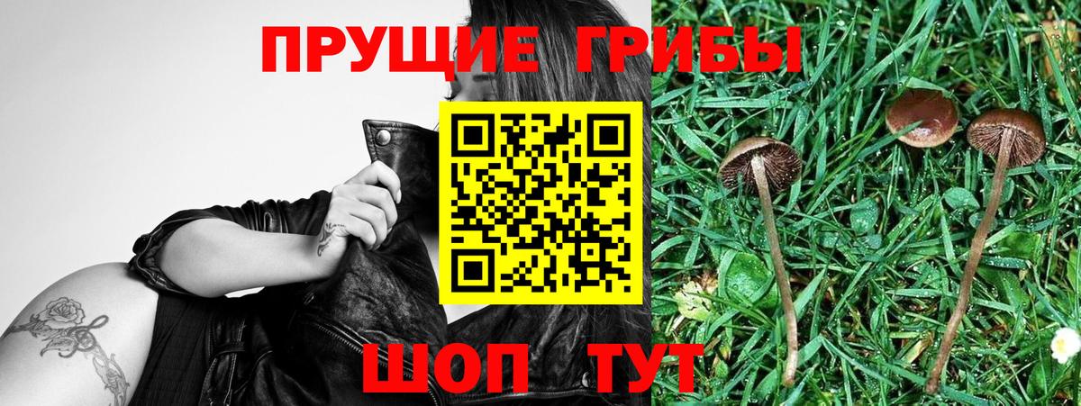 Галлюциногенные грибы Psilocybe  Галлюциногенные грибы прущие грибы  Вход с VPN  как найти   Кашира 